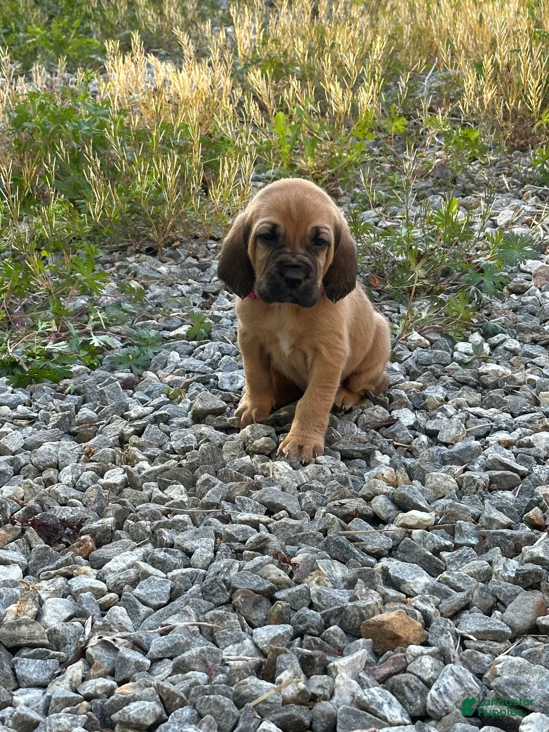 Bloodhound dogs for sale: Bloodhound Puppy 1 - Ad 2