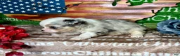 Chihuahua dogs for sale: Drysdale Long Coat - Ad 3