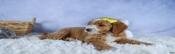 Mini Goldendoodle dogs for sale: 🐾 Meet Nova – F2B Mini Goldendoodle Puppy 🐾 - Ad 17