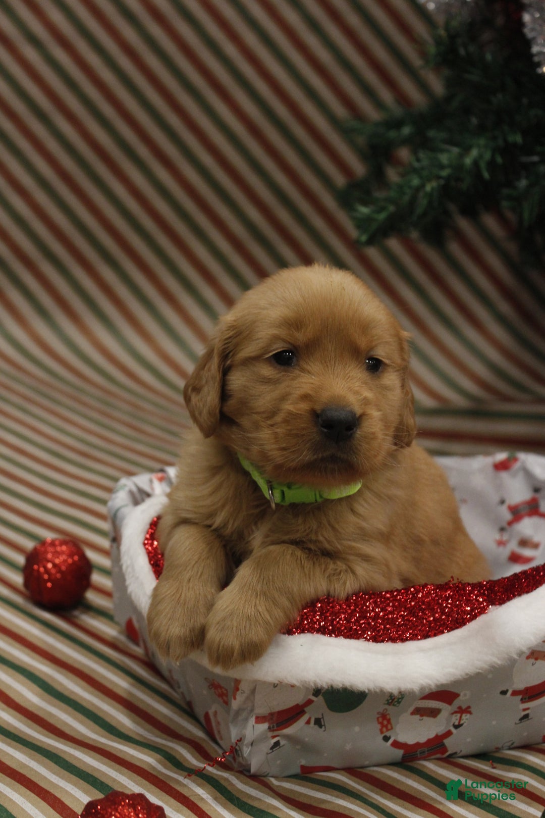 Golden Retriever dogs for sale: Joy - Ad 2