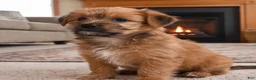 Morkie dogs for sale: Ace - Ad 7