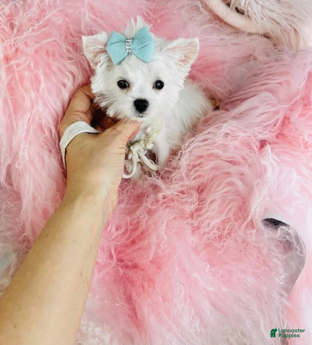 Maltese dogs for sale: Maltese Puppy 3 - Ad 1