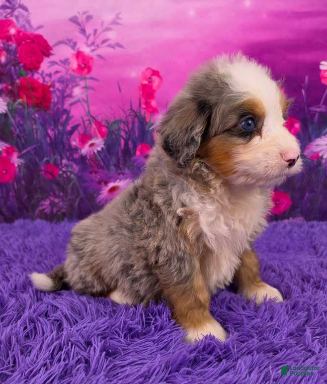 Mini Bernedoodle dogs Kodiak - Ad 2