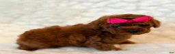 Toy Poodle dogs for sale: Missy deep red tiny toy  - Ad 4