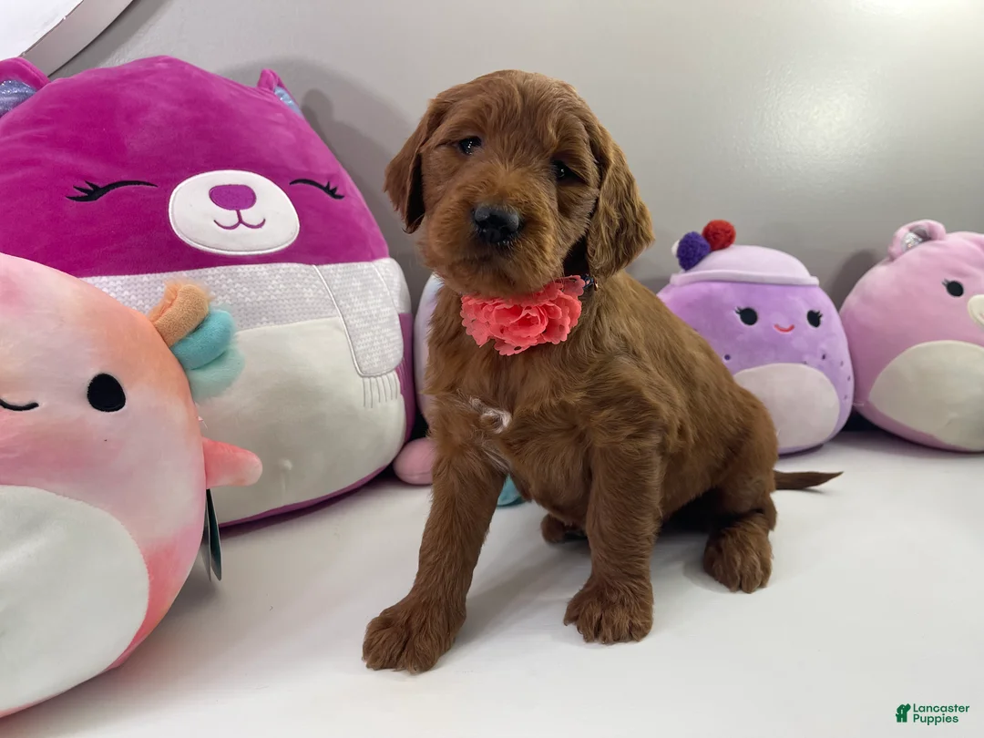 Goldendoodle dogs for sale: IVY - Ad 1