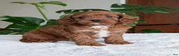 Cavapoo dogs for sale: Kody - Ad 9