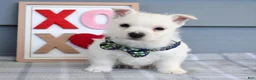 West Highland Terrier dogs for sale: Baxter - Ad 2