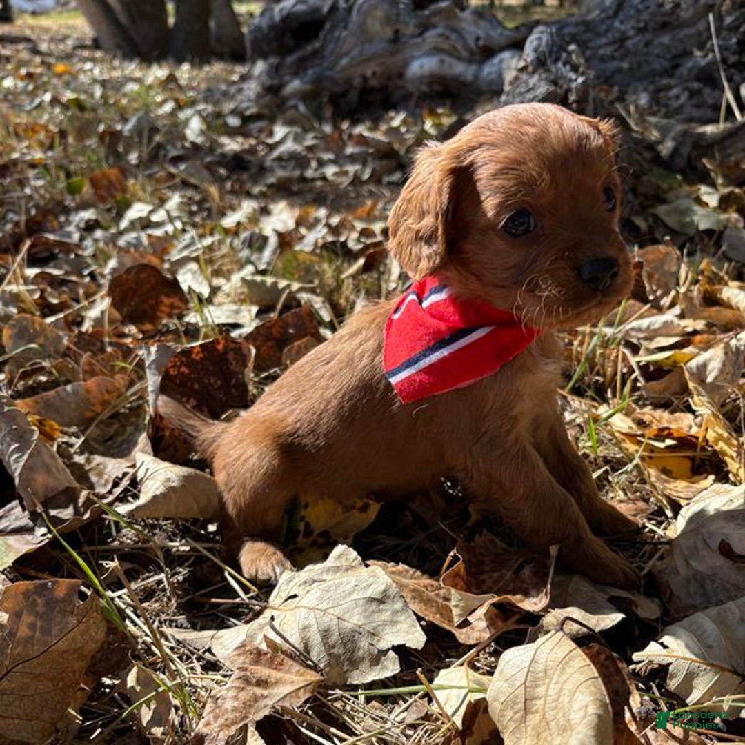 Cavapoo dogs for sale: Shamrock - Ad 2