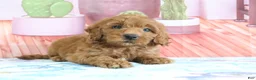 Mini Goldendoodle dogs for sale: Honey - Ad 5