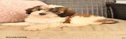 Miniature Poodle dogs for sale: Karla - Ad 3