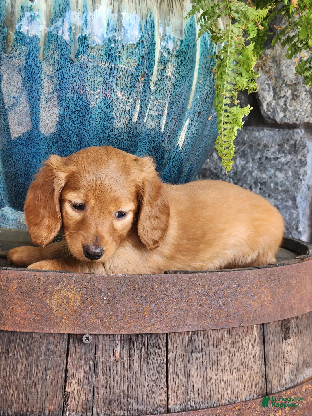 Miniature Dachshund dogs for sale: Molly - Ad 2