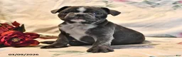 Frenchton dogs for sale: Moonbeam - Ad 10