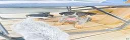 Australian Cattle Dog dogs for sale: Big Boy - Ad 4