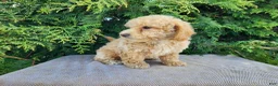 Mini Bernedoodle dogs for sale: Liam - Ad 8