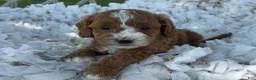 Cavapoo dogs for sale: Casper - Ad 8