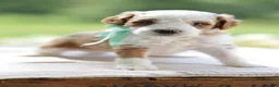 Mini Goldendoodle dogs for sale: December - Ad 21