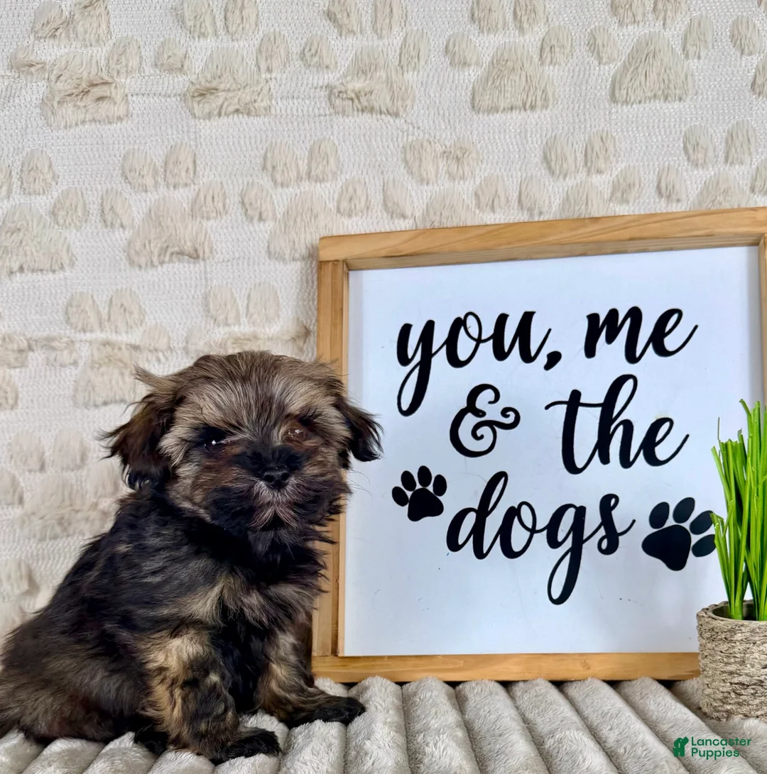 Maltipoo dogs for sale: Bobby - Ad 4