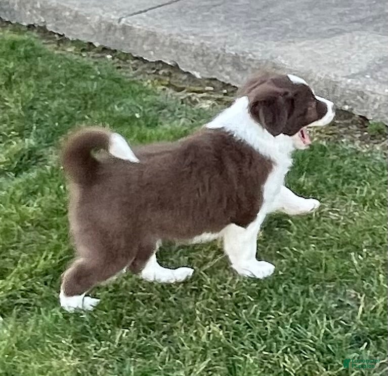 Border Collie dogs Border Collie Puppy 1 Chasper - Ad 2