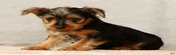 Yorkshire Terrier dogs for sale: Handsome - Ad 7