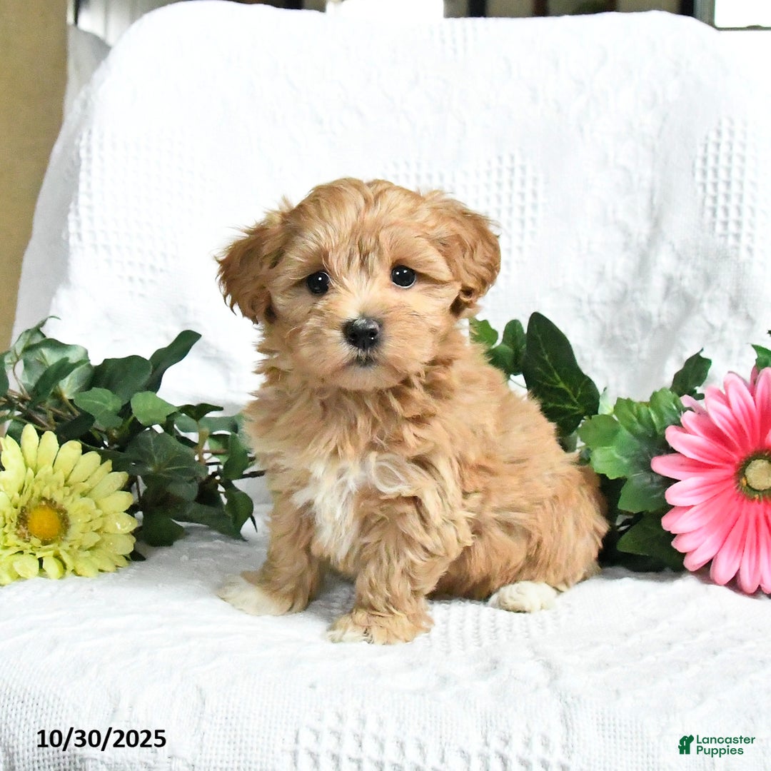 Maltipoo dogs for sale: Ellie - Ad 1