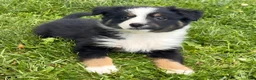 Australian Shepherd dogs for sale: Lola - Ad 5