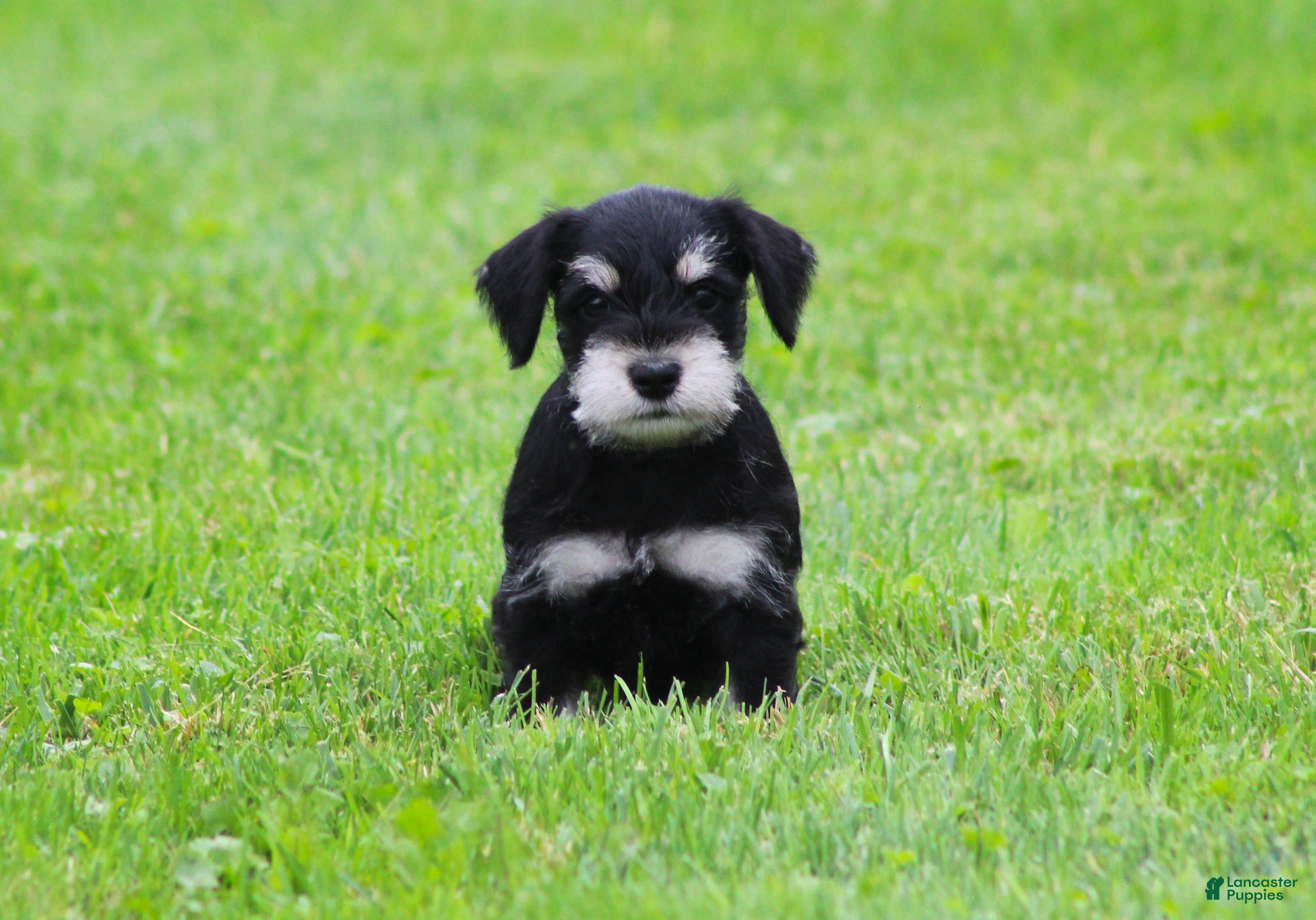 Miniature Schnauzer dogs Charlie - Ad 1