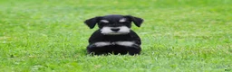 Miniature Schnauzer dogs for sale: Charlie - Ad 1