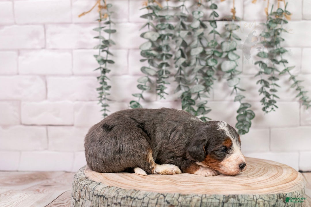 Bernedoodle dogs for sale: Nordic - Ad 4