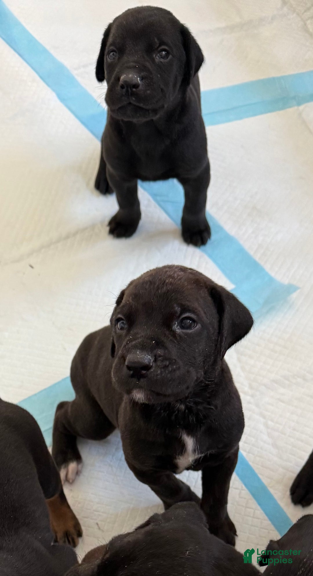 Mixed Breed dogs for sale: White - Ad 5