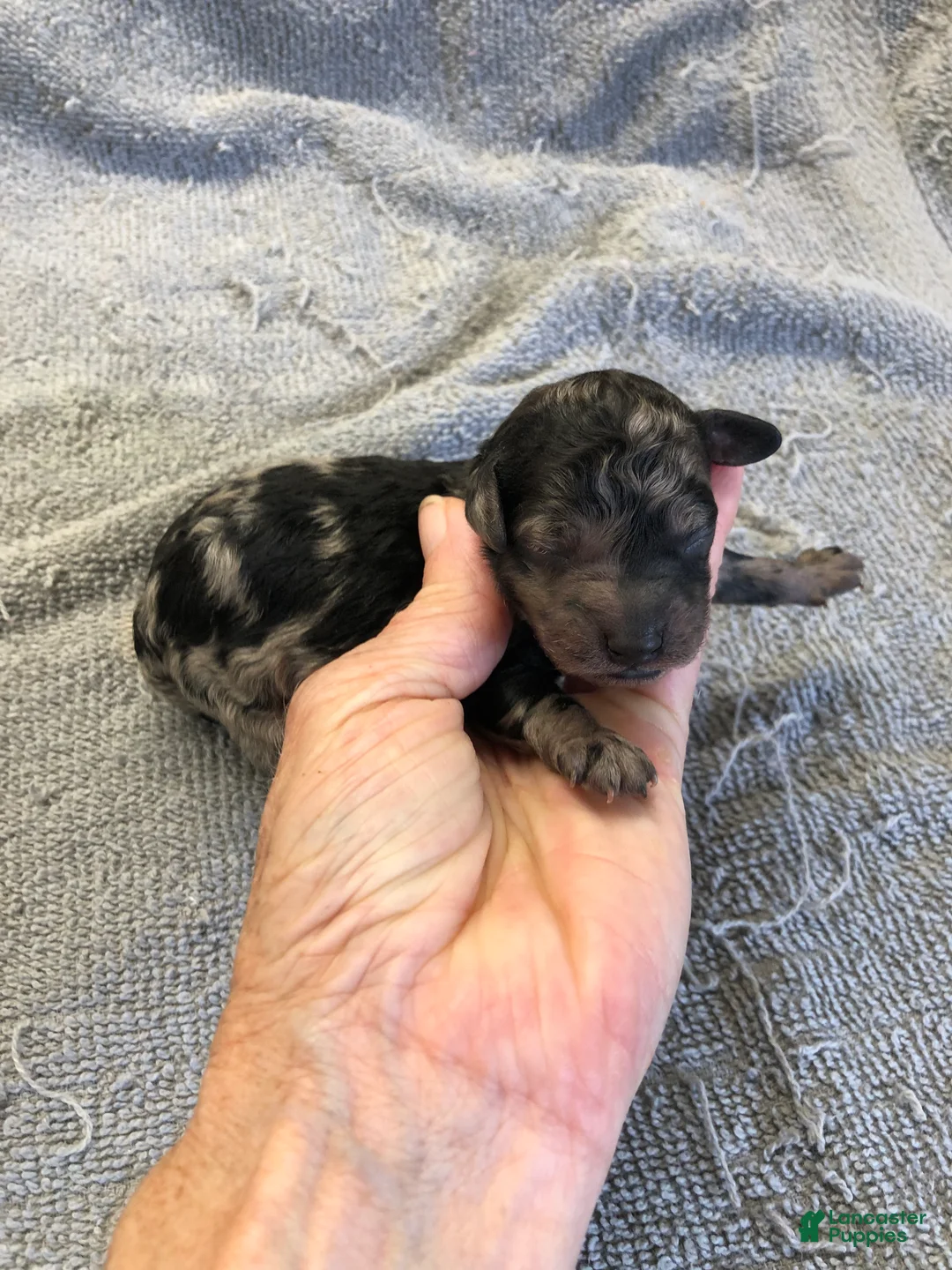 Toy Poodle dogs for sale: Milo - Ad 2