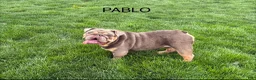 English Bulldog dogs for sale: Ryan - Ad 6
