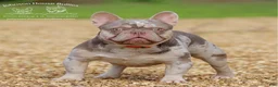 French Bulldog dogs for sale: Wahoo - Ad 3