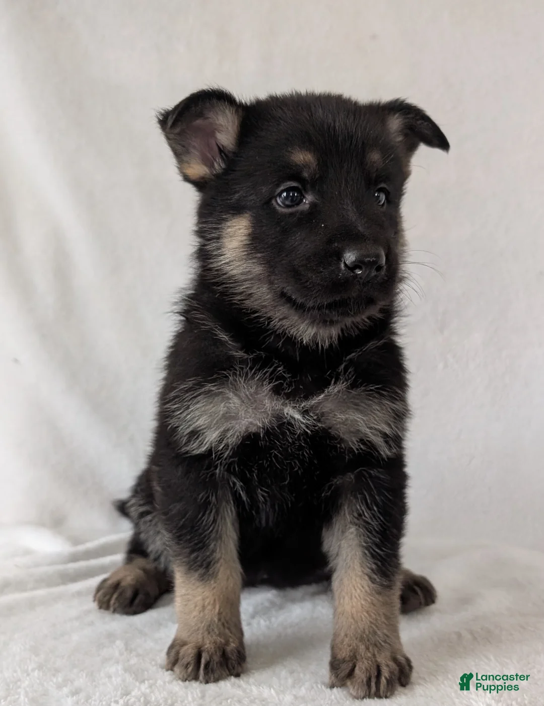 German Shepherd dogs for sale: Raina - Ad 9