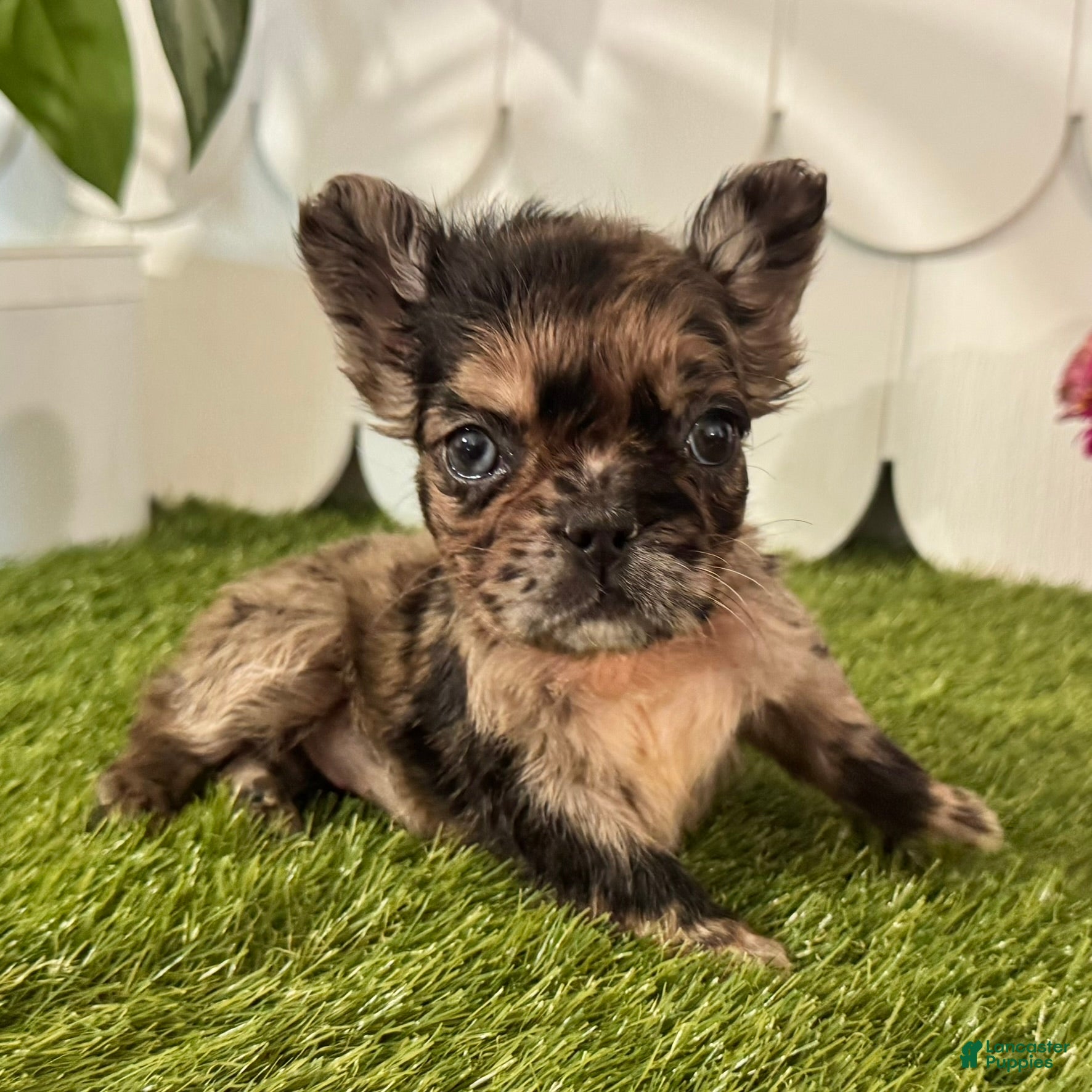 French Bulldog dogs Harper - Ad 2