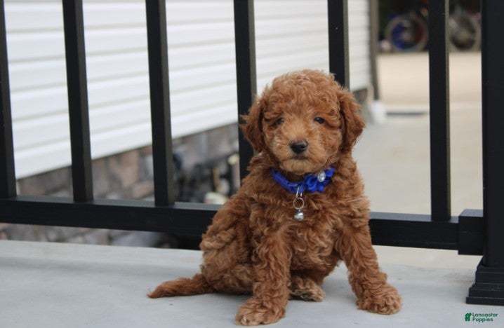 Bichpoo dogs Flynn  - Ad 1