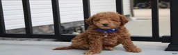 Bichpoo dogs for sale: Flynn  - Ad 10
