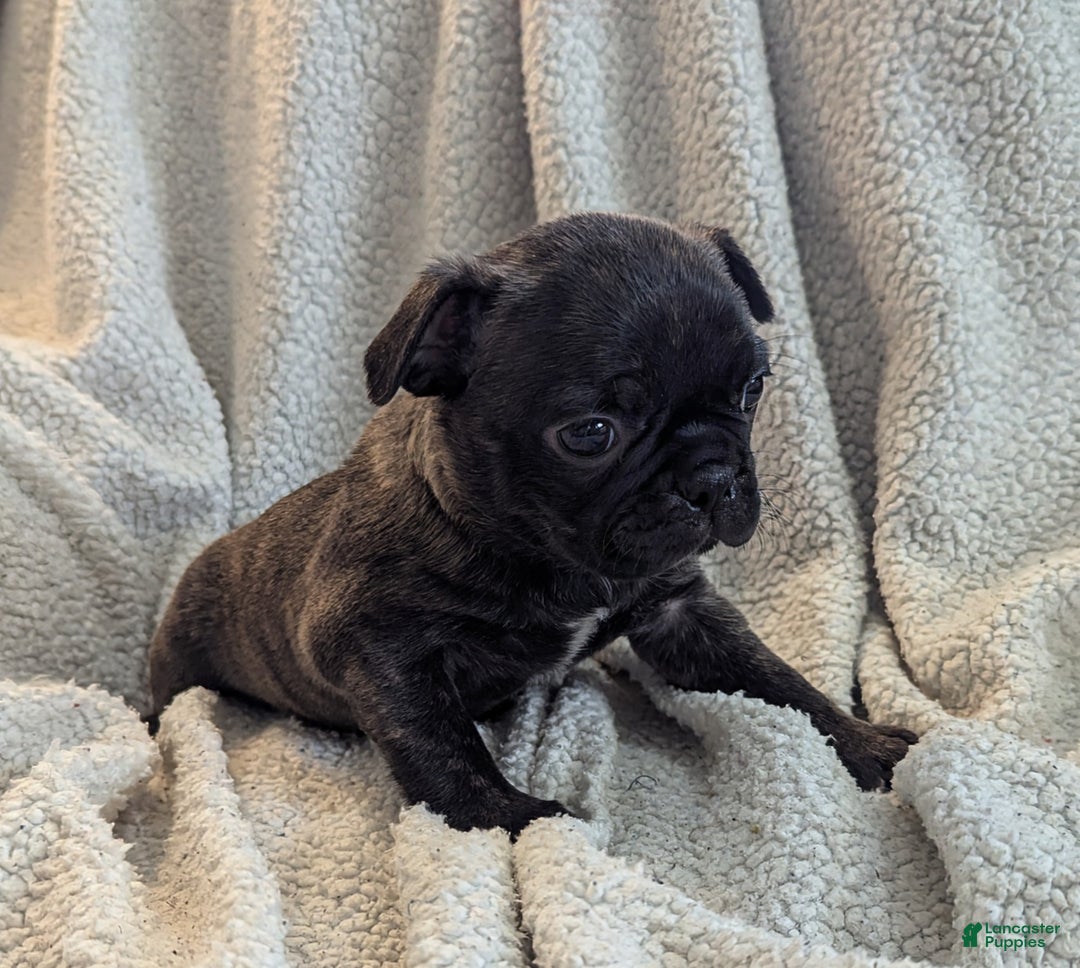 Mixed Breed dogs for sale: Tilly - Ad 2