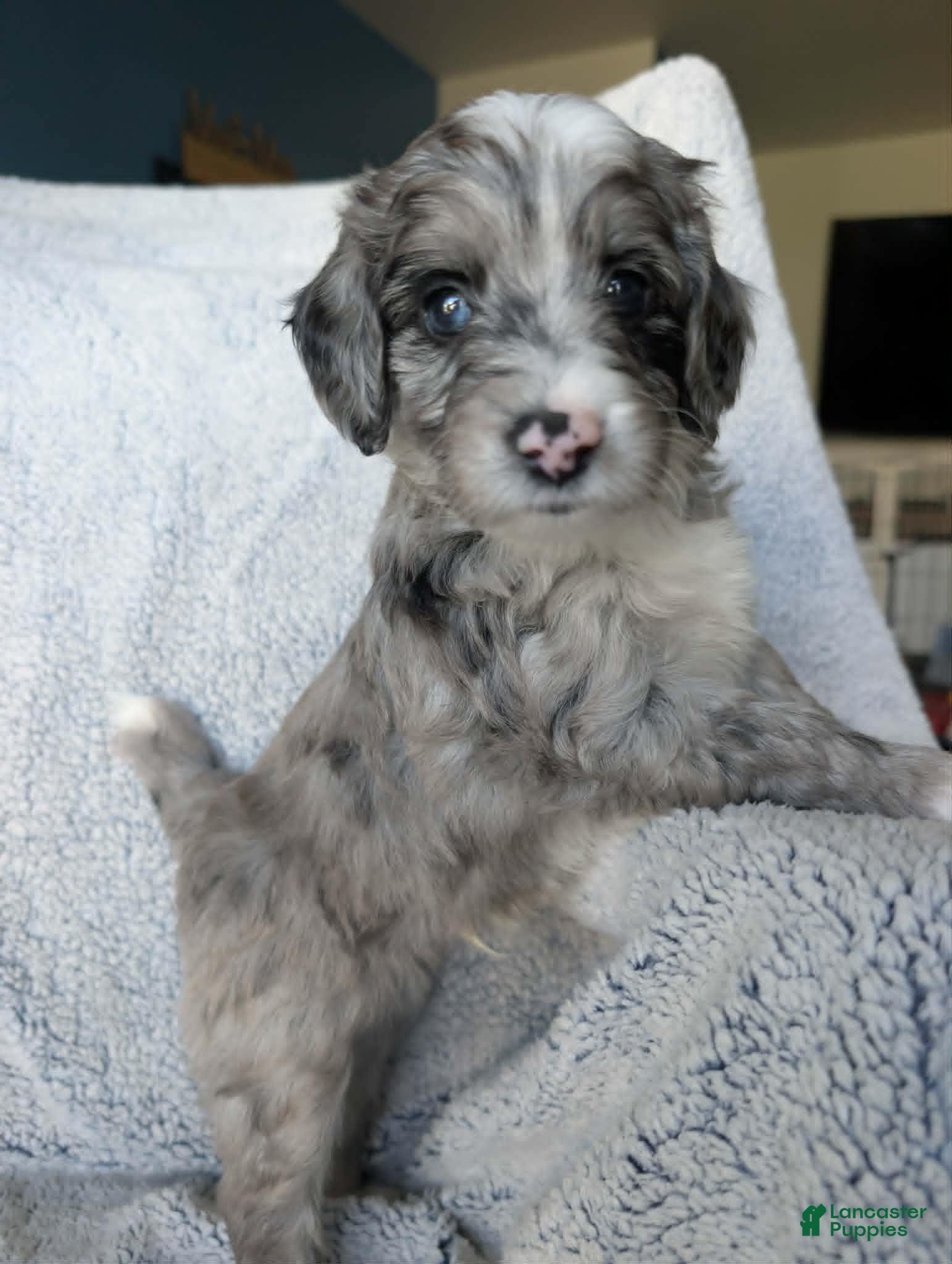 Mixed Breed dogs for sale: Smokey  - Ad 4