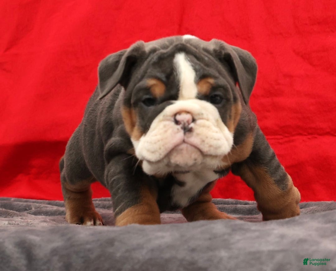 English Bulldog dogs for sale: Sierra - Ad 5