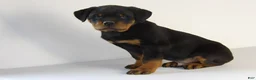 Rottweiler dogs for sale: Rottweiler Puppy 3 - Ad 6