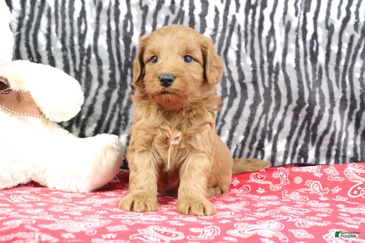 Mini Goldendoodle dogs Buddy - Ad 2
