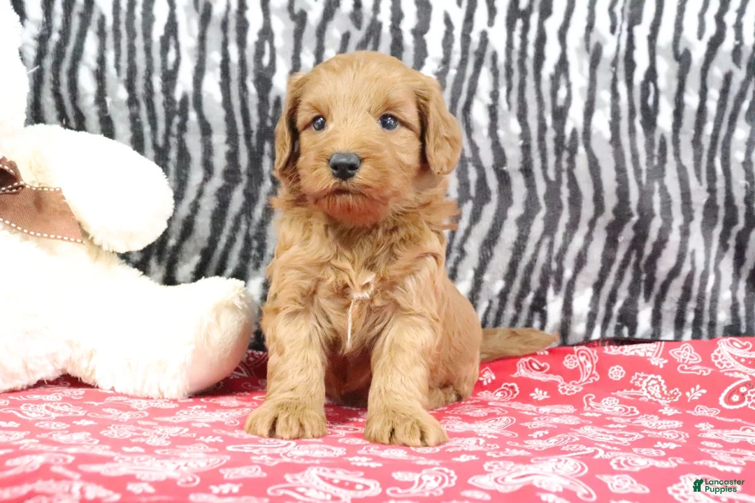 Mini Goldendoodle dogs for sale: Buddy - Ad 2