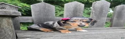 Miniature Dachshund dogs for sale: Bella - Ad 3