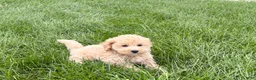 Maltipoo dogs for sale: Jesse  - Ad 3