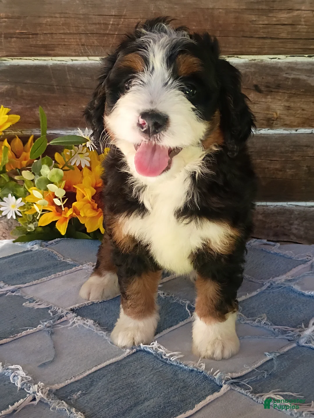 Mini Bernedoodle dogs for sale: Mini Bernedoodle 7 - Ad 1