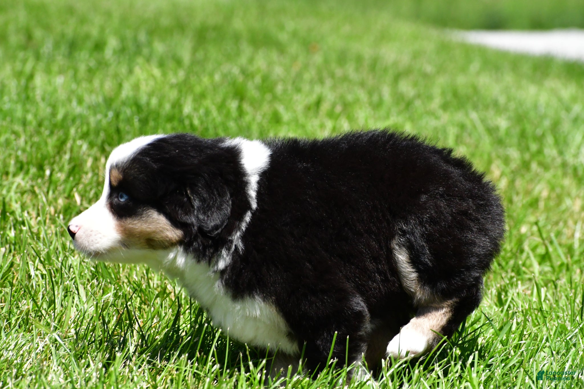 Miniature Australian Shepherd dogs for sale: Connie - Ad 6