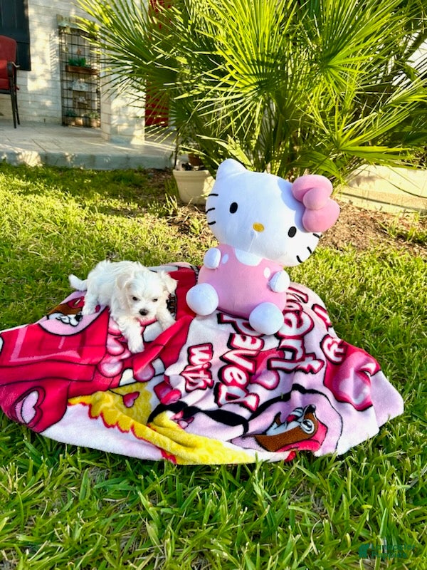 Maltese dogs Daisy - Ad 1