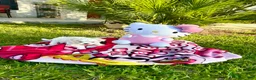 Maltese dogs for sale: Daisy - Ad 1