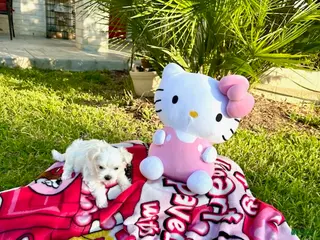 Maltese dogs for sale: Daisy - Ad 2