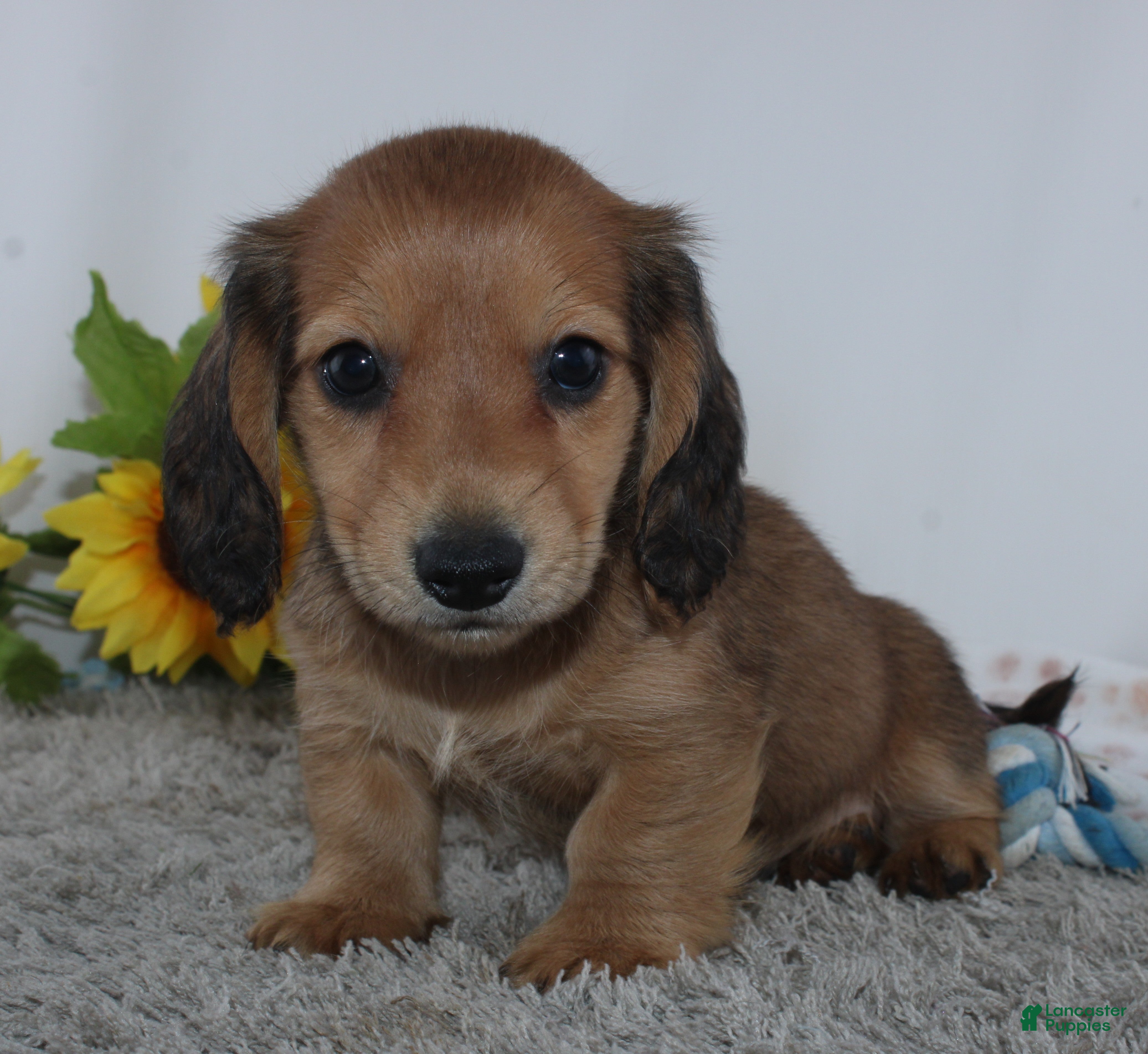 Miniature Dachshund dogs Odell - Ad 2